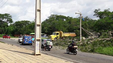 Árvore caída da Avenida Josué Moura Santos