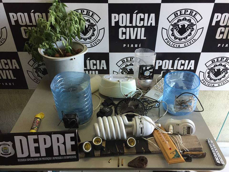 Material para cultivo de maconha é apreendido pela DEPRE