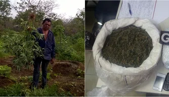 Plantação de maconha em Pernambuco