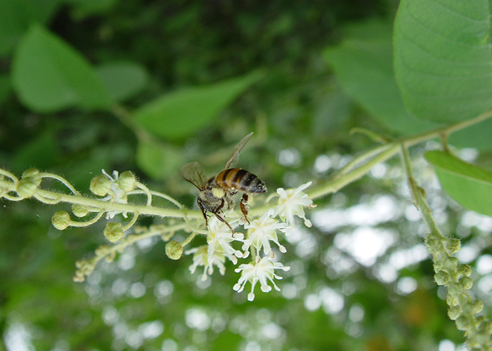 Flora apícola