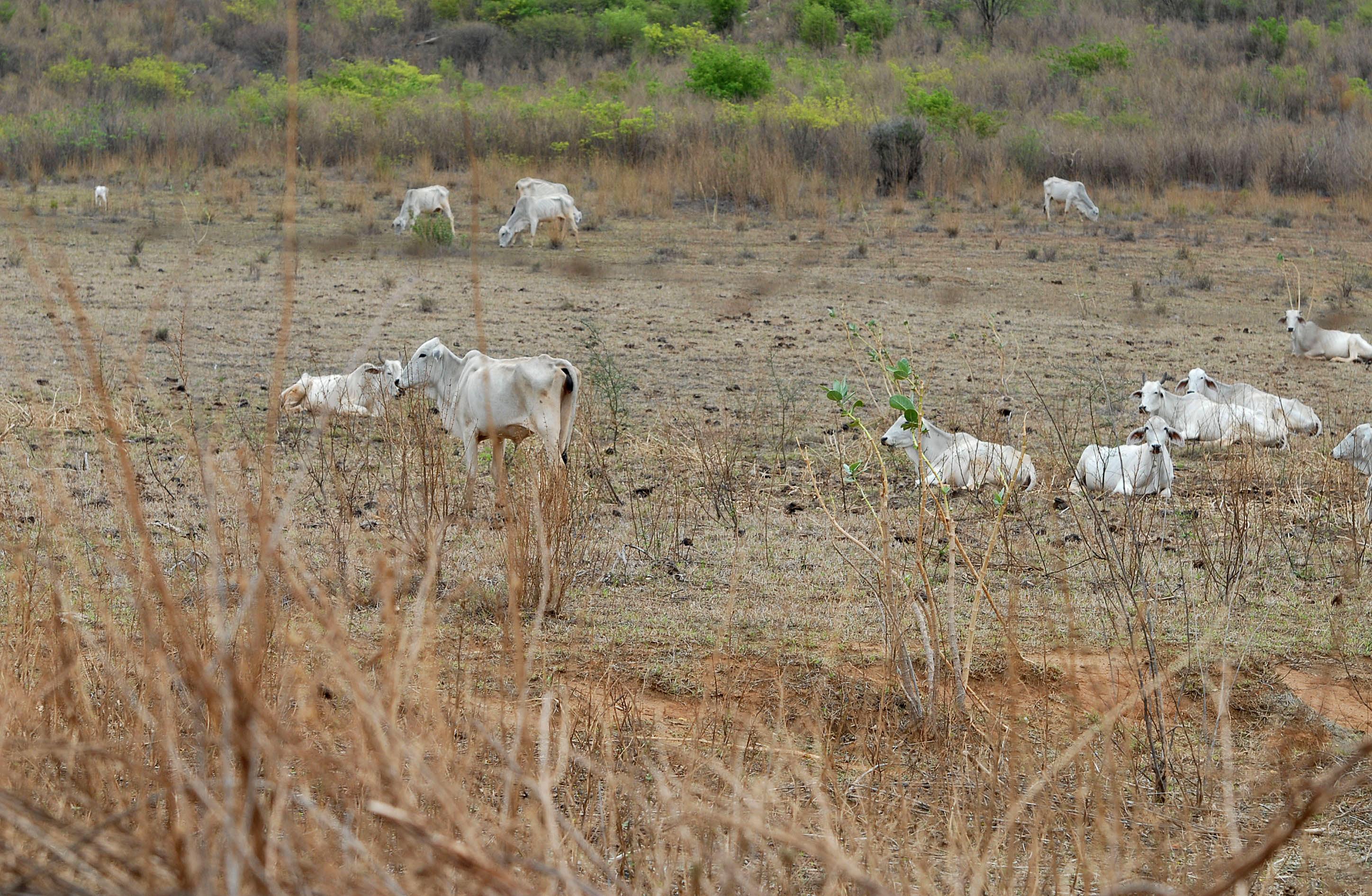 Municípios do Piauí sofrem com a estiagem