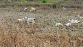 Municípios do Piauí sofrem com a estiagem