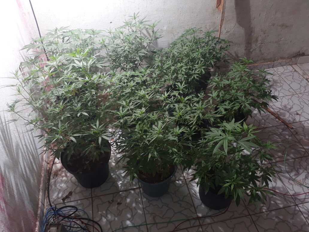 Foi localizada uma plantação de maconha com várias mudas, sementes e equipamentos de plantio.