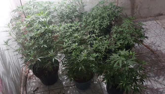 Foi localizada uma plantação de maconha com várias mudas, sementes e equipamentos de plantio.