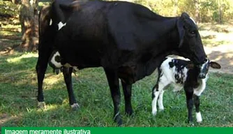 ustiça do Trabalho do Piauí vai leiloar carros, casa, terrenos e até vacas paridas.