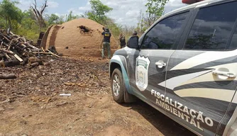 Os donos dos fornos de carvão operavam sem licença ambiental e usavam lenha de forma clandestina.