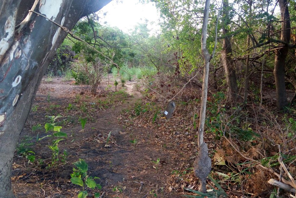 Mecanismos de segurança utilizados no terreno da plantação.