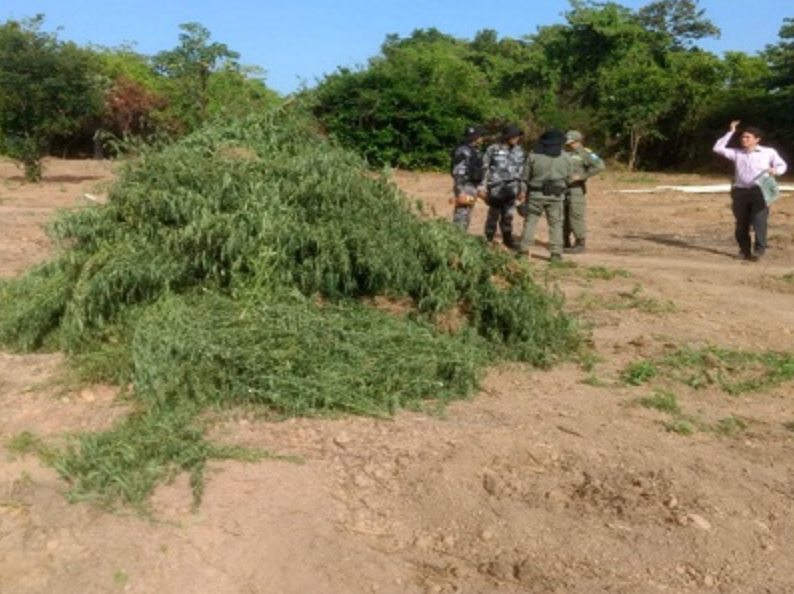 Plantação de maconha em Ilha Grande.