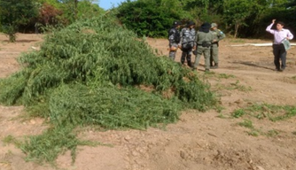 Plantação de maconha em Ilha Grande.