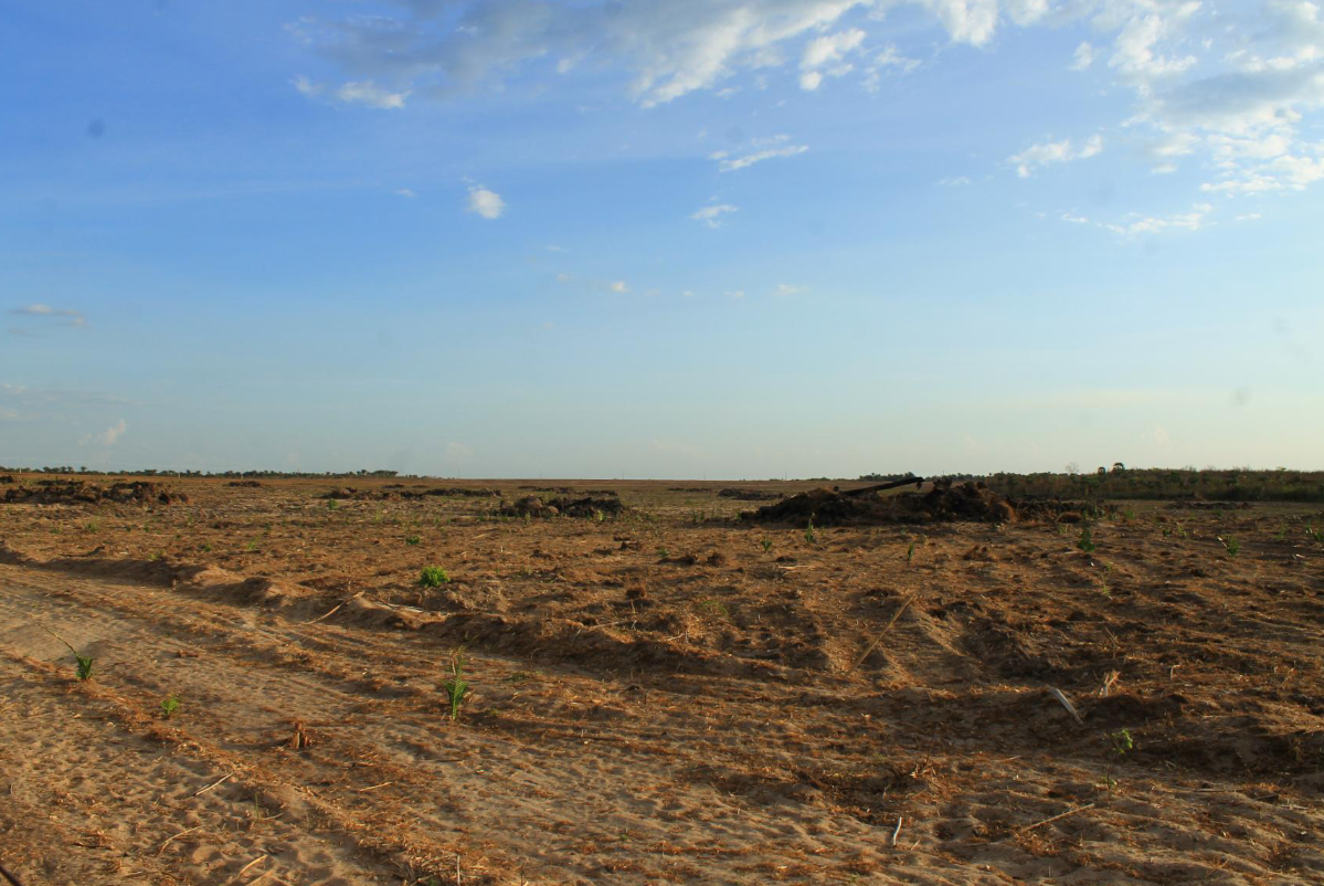 MP-PI trabalha pela punição de empresa que destruiu 463 hectares de área de preservação.