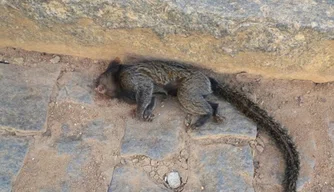 Macaco morto