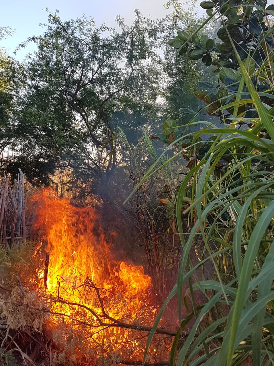 A Força Tática colou fogo nas plantações de maconha.