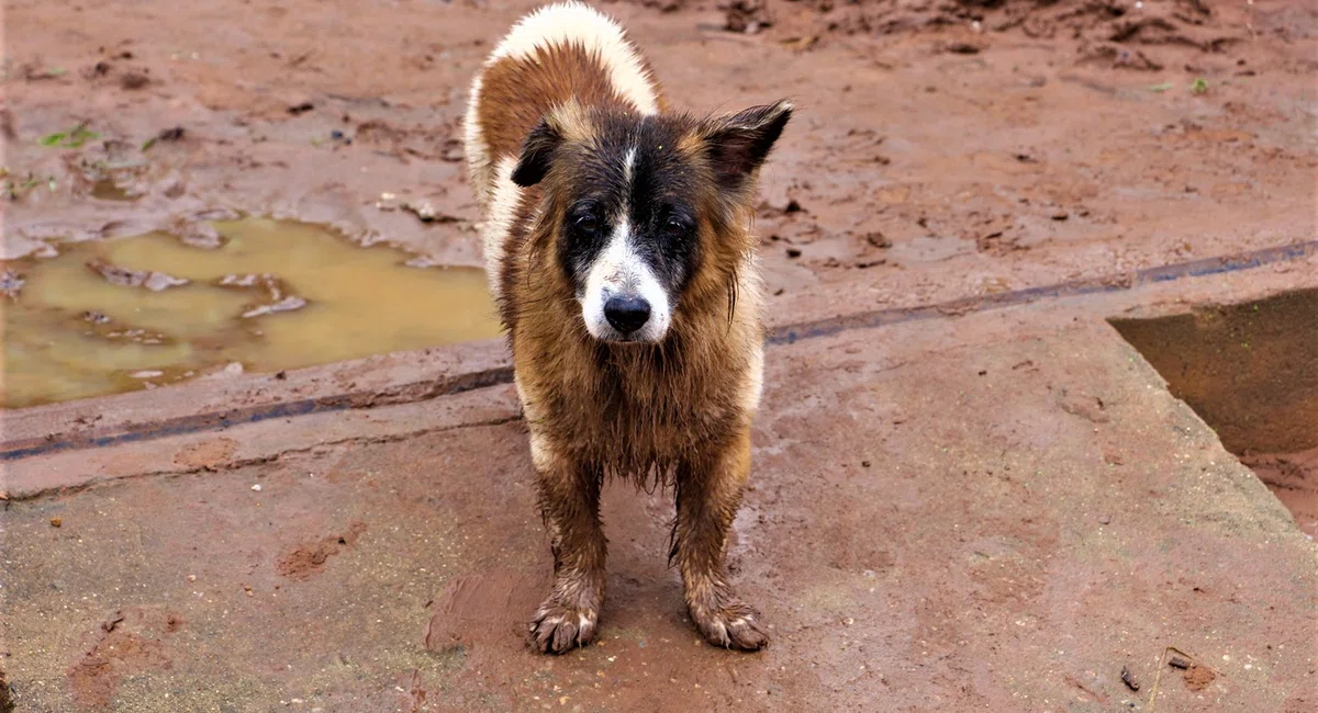 Animais conseguiram se salvar da enxurrada