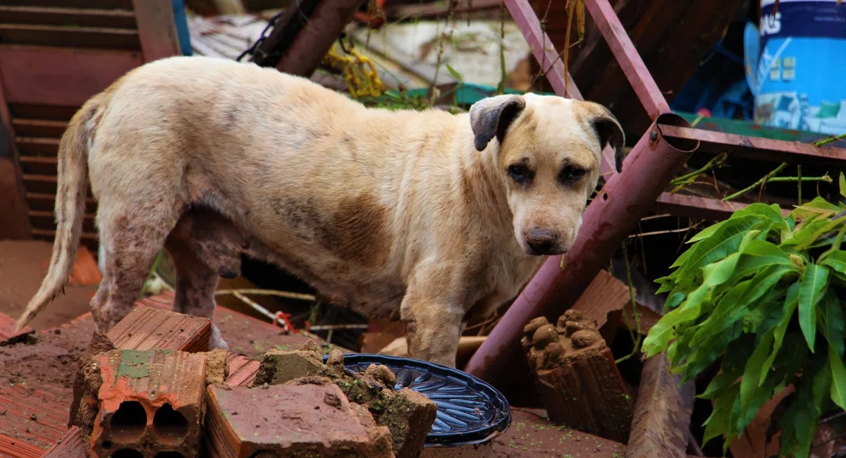 Animais conseguiram se salvar da enxurrada