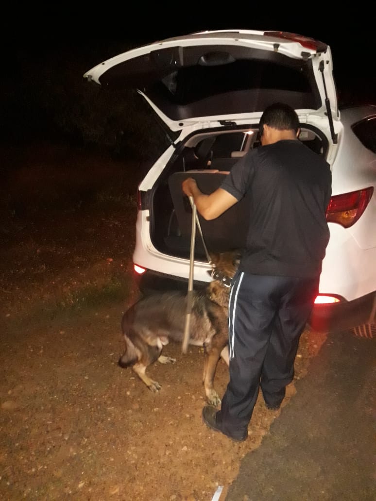 Cães farejadores atuando na abordagem.