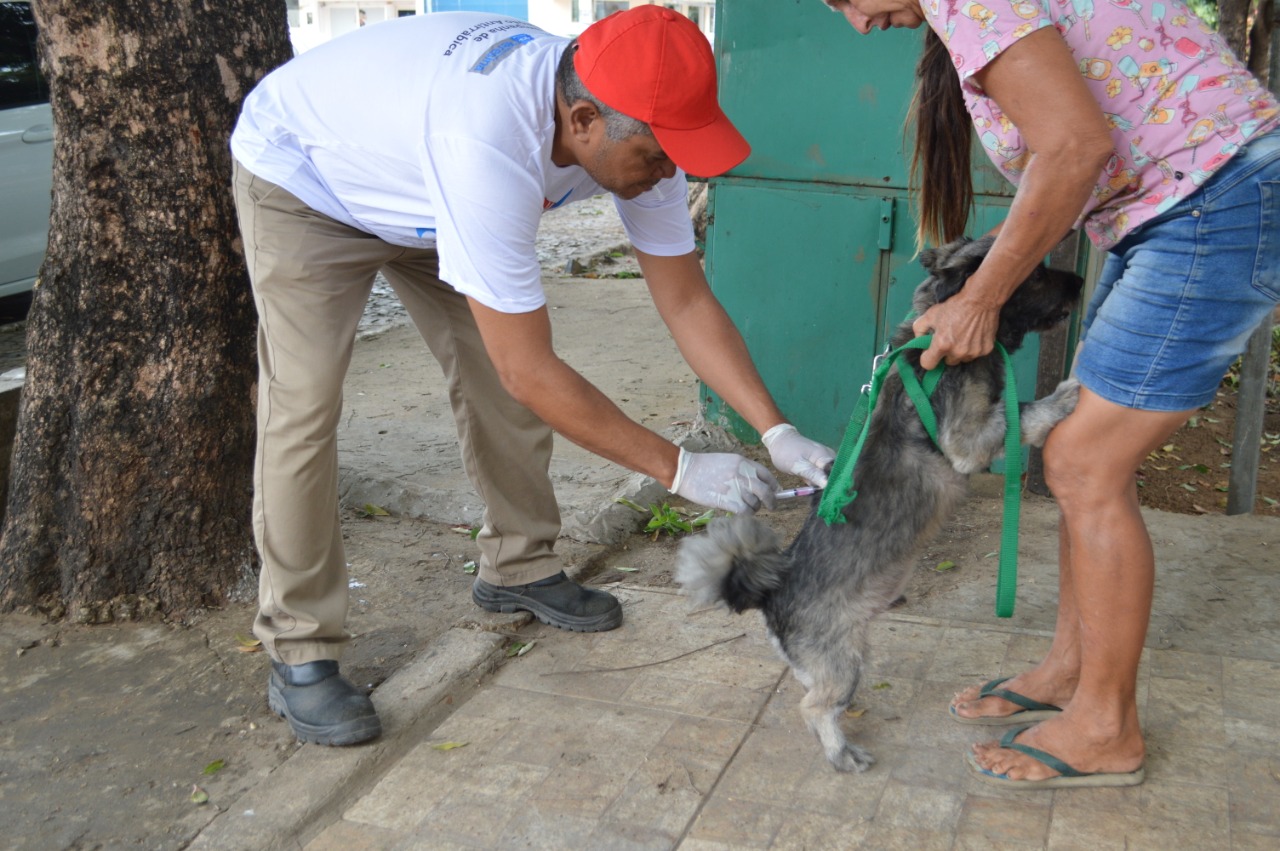 Um total de 120.433 cães e gatos foram imunizados.