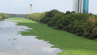 Aguapés no Rio Poti.