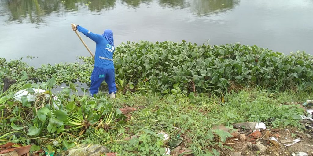 SDU retirou 30 carradas de aguapés das lagoas em janeiro