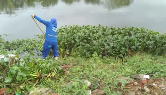 SDU retirou 30 carradas de aguapés das lagoas em janeiro