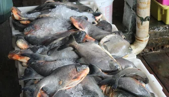 Mercado do Peixe