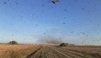 Nuvem de gafanhotos