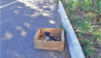 PRF resgata cães abandonados em caixa na BR-343 na cidade de Piripiri