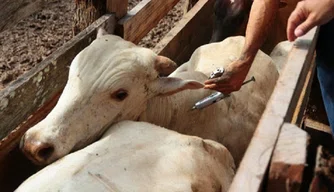 Piauí atinge marca de 91,23% do rebanho vacinado.