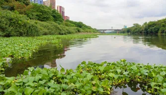 Proliferação de aguapés no Rio Poti