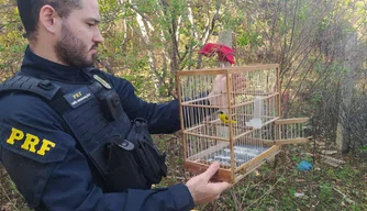 Animais apreendidos pela PRF-PI