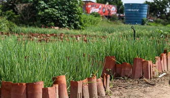 Hortas, Zona Sudeste