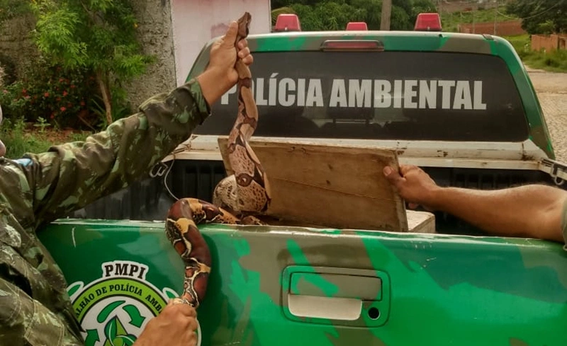 Serpente resgatada pela Polícia Ambiental em Teresina.