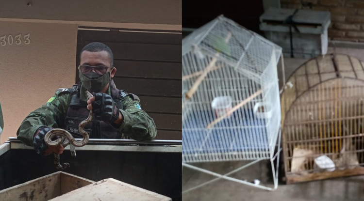 Polícia Ambiental resgata animais em Teresina.