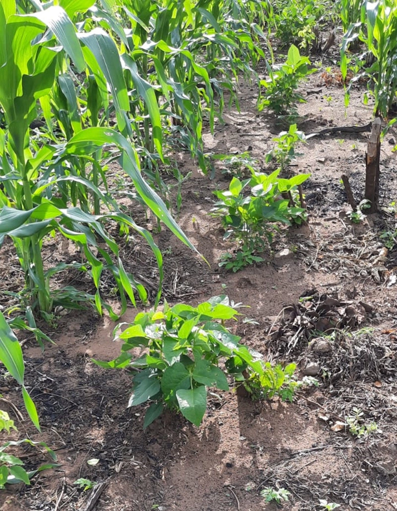 Plantação no município de Cocal.