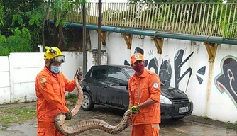 Jiboia encontrada em oficina no bairro Piçarra.
