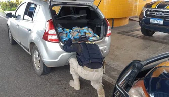 PRF apreende carga de cocaína avaliada em R$ 11 milhões na cidade de Piripiri.