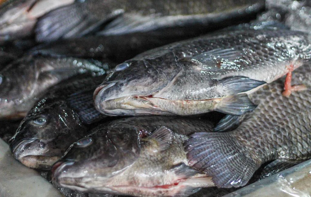 Movimentação no mercado do peixe