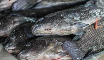 Movimentação no mercado do peixe