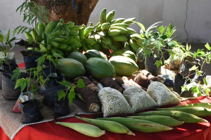 Projeto de agricultura na Penitenciária Irmão Guido.