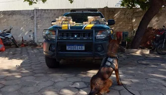 Cão farejador