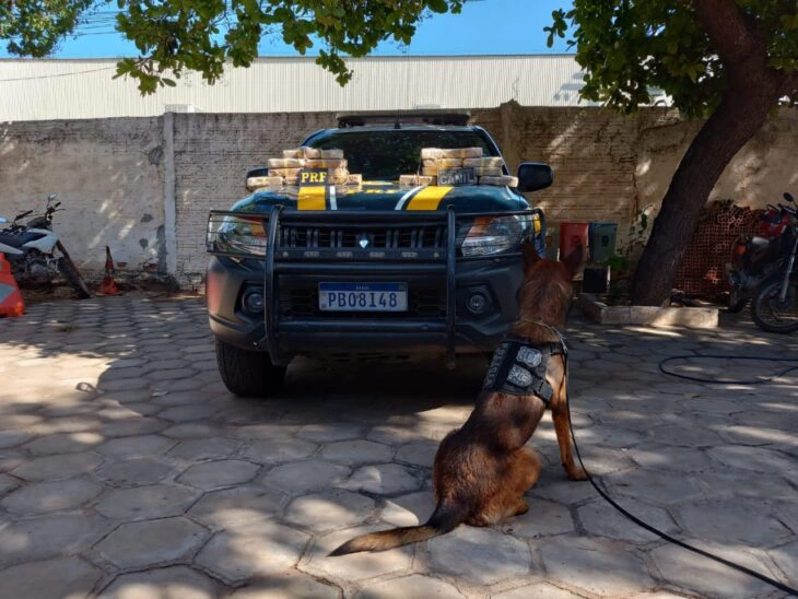 Cão farejador