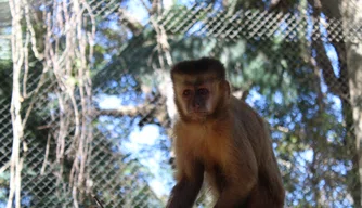 Macaco Chico, no Zoobotânico