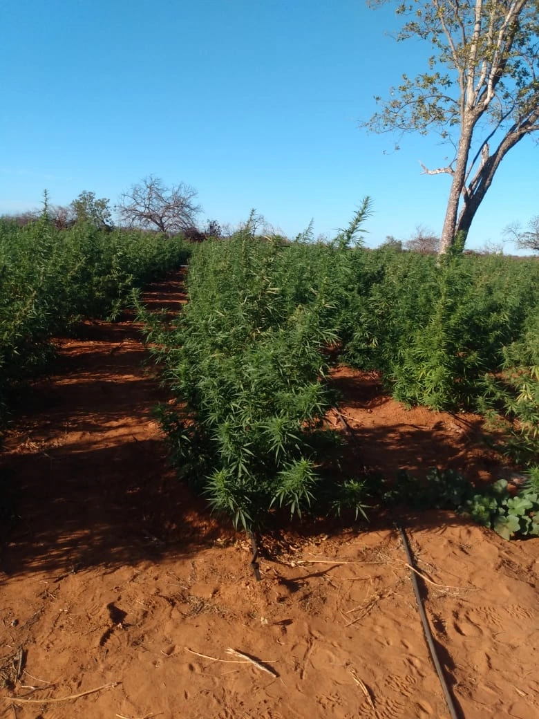 Hectares de plantação de maconha descoberta na operação Dom Inocêncio