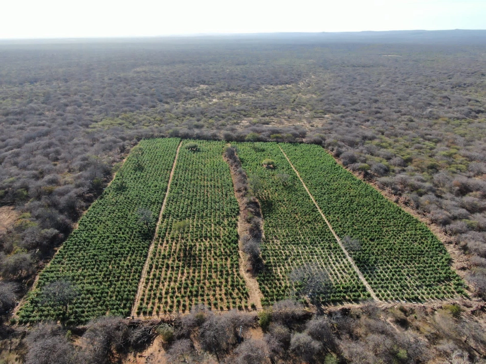 Hectares de plantação de maconha descoberta na operação Dom Inocêncio