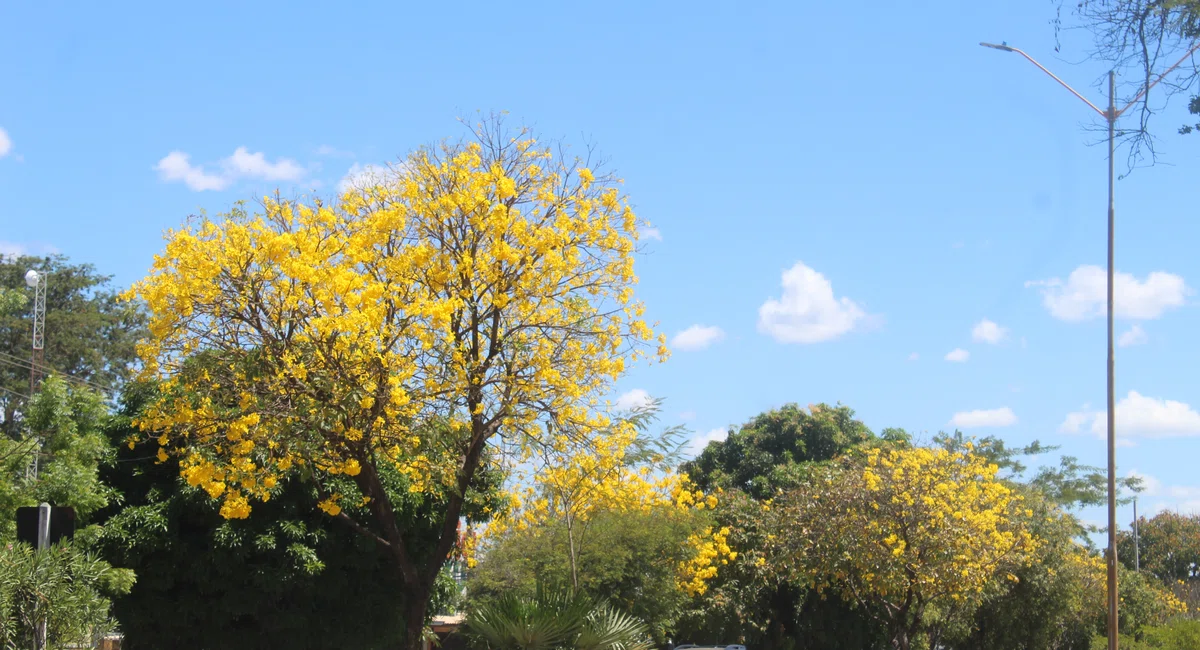 Ipê amarelo