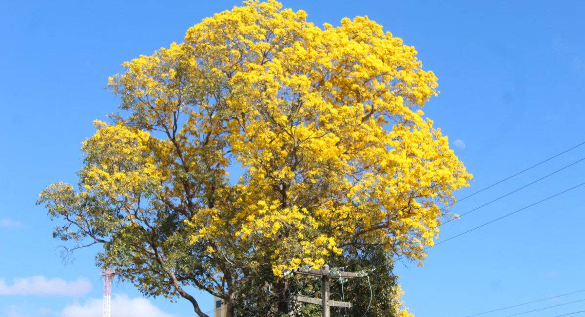 Ipê amarelo