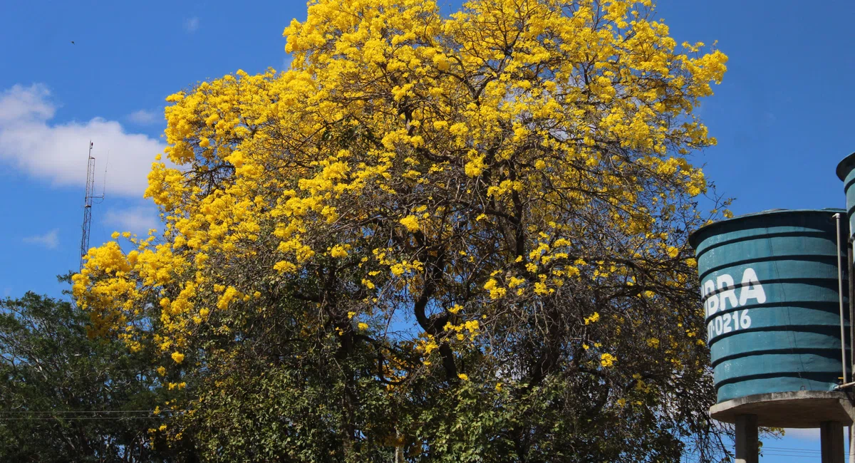 Ipê amarelo