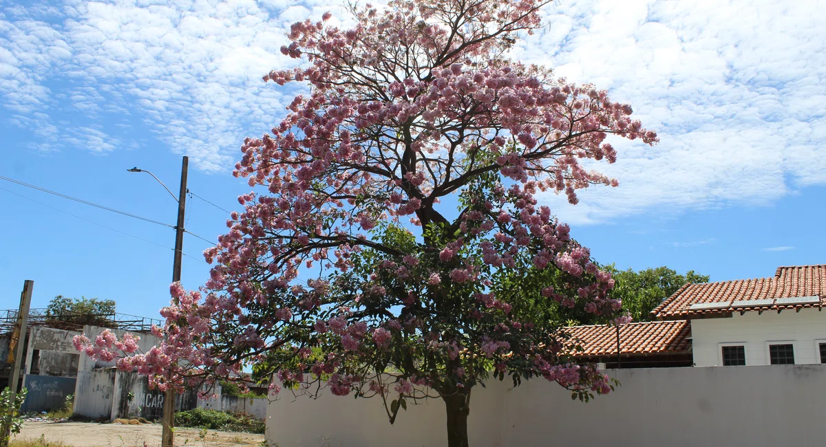 Ipê rosa