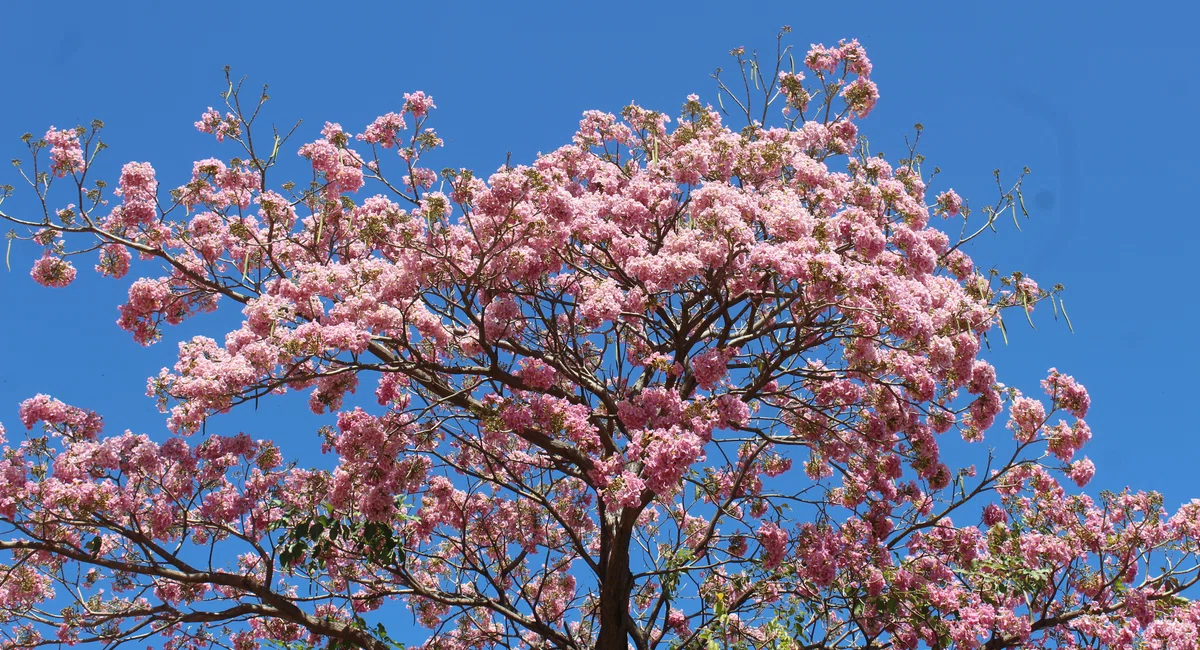 Ipê rosa