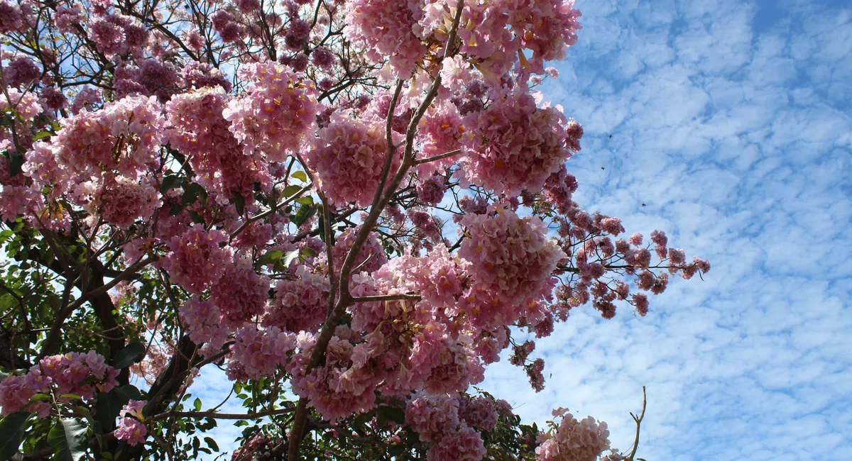 Ipê rosa