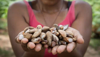 Quebradeira de coco babaçu.